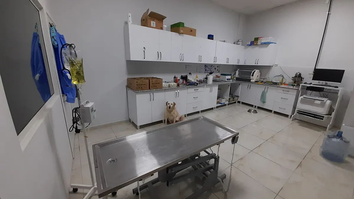 En Ucuz Evcil Hayvan Sigortası 2026: Kedi ve Köpek İçin En Uygun Poliçe