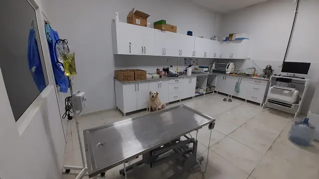 En Ucuz Evcil Hayvan Sigortası 2026: Kedi ve Köpek İçin En Uygun Poliçe